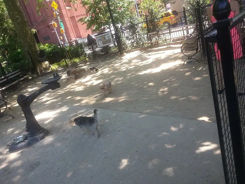 Photo of Robin Kovary Run for Small Dogs